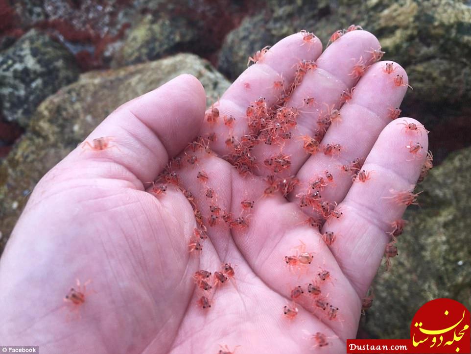 هجوم میلیونی خرچنگ‌ها به ساحل