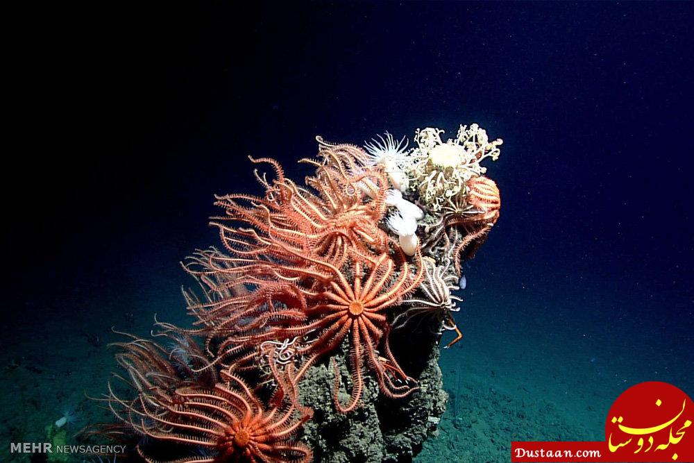 اخبار,اخبار گوناگون,گونه های حیات در اعماق خلیج مکزیک‎