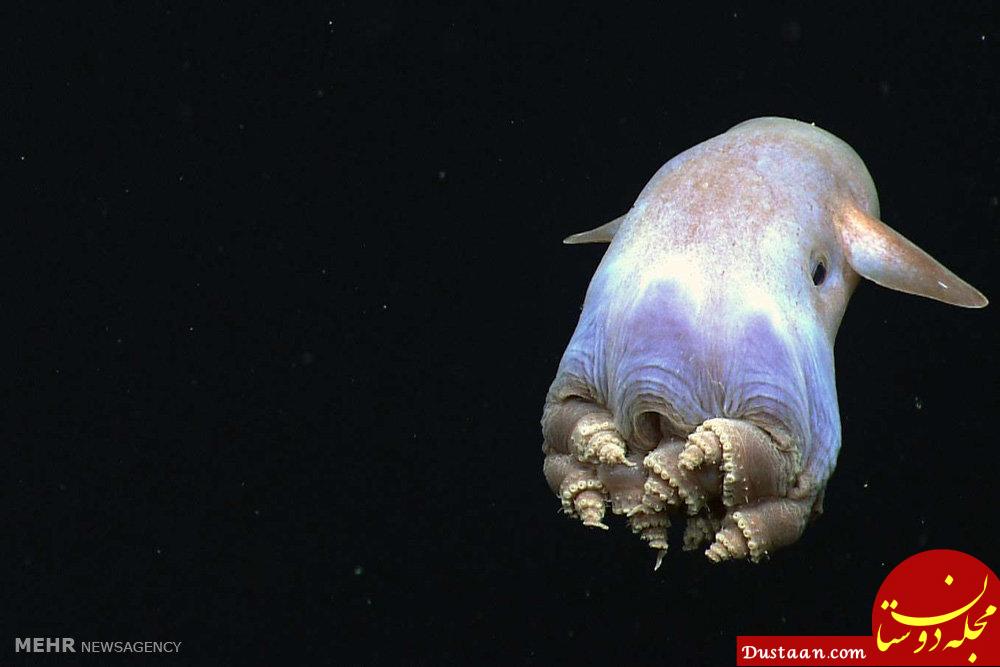 اخبار,اخبار گوناگون,گونه های حیات در اعماق خلیج مکزیک‎