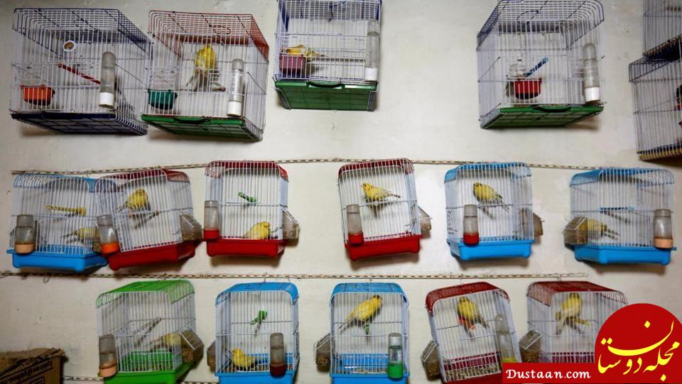 اخبار,اخبارگوناگون,بازار پرنده‌فروشان کابل