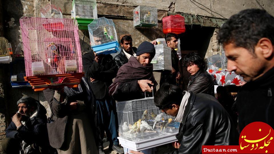 اخبار,اخبارگوناگون,بازار پرنده‌فروشان کابل