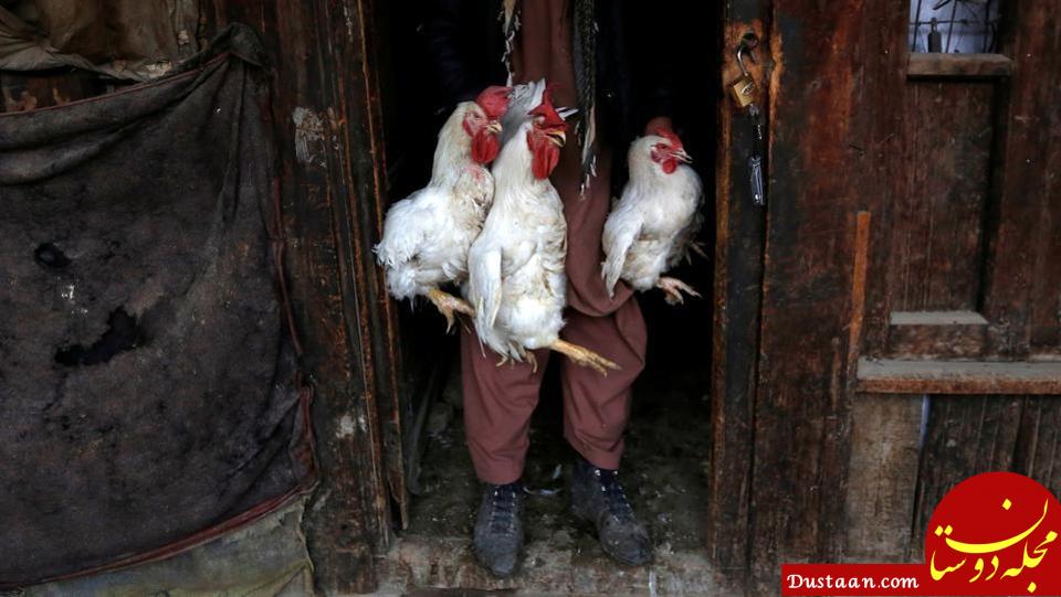 اخبار,اخبارگوناگون,بازار پرنده‌فروشان کابل