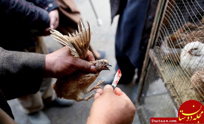 اخبار,اخبارگوناگون,بازار پرنده‌فروشان کابل