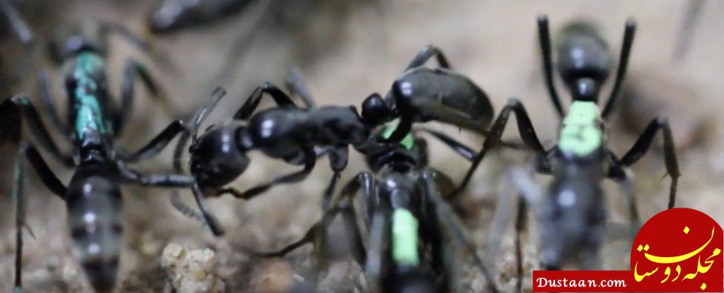 www.dustaan.com-مورچه هایی که جنگجویان زخمی خود را درمان می کنند! +عکس