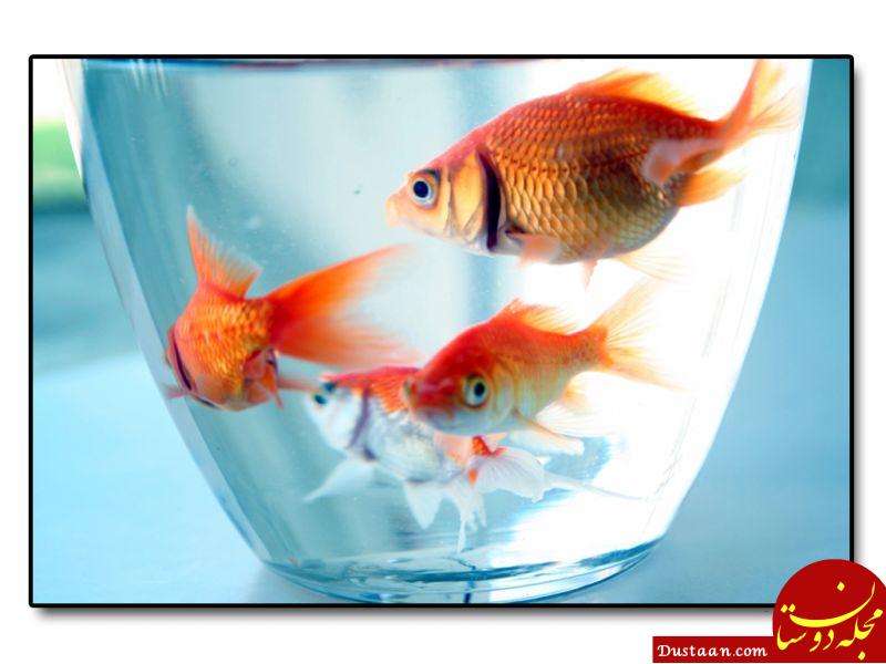 http://www.fishwallpaper.net/wp-content/uploads/wallpapers/goldfish_in_bowl_wallpaper_-_800x600.jpg