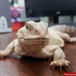 زنده گیری سوسمار خاردم که در شهر پرسه می زد! زندهگیری سوسمار خاردم