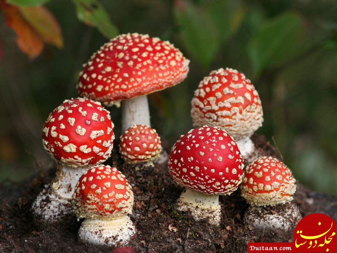 هشدار؛ سم قارچ‌ ها با پخته‌ شدن از بین نمی‌ رود - مجله اینترنتی دوستان