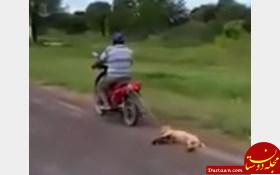 تنبیه وحشتناک یک سگ تا راه خانه را گم نکند! +عکس