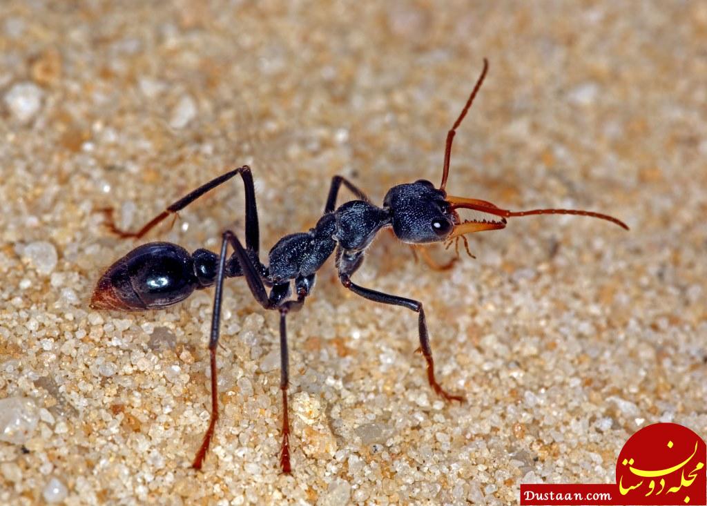 Most dangerous ant