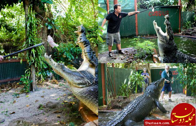 Largest crocodile in captivity (living)