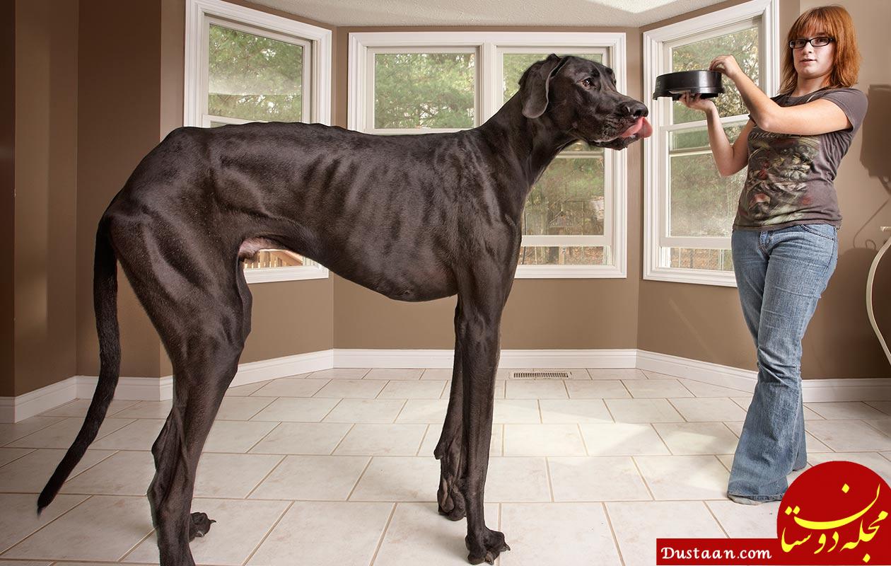 Tallest dog ever