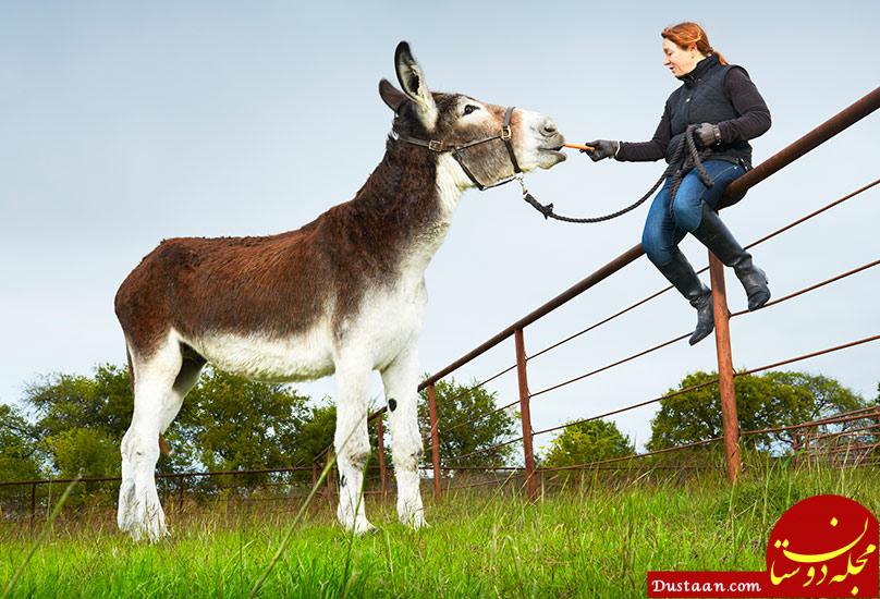 Tallest donkey