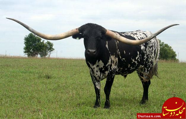 Largest horn spread - steer (living)