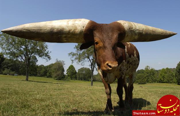 Largest horn circumference - steer (ever)