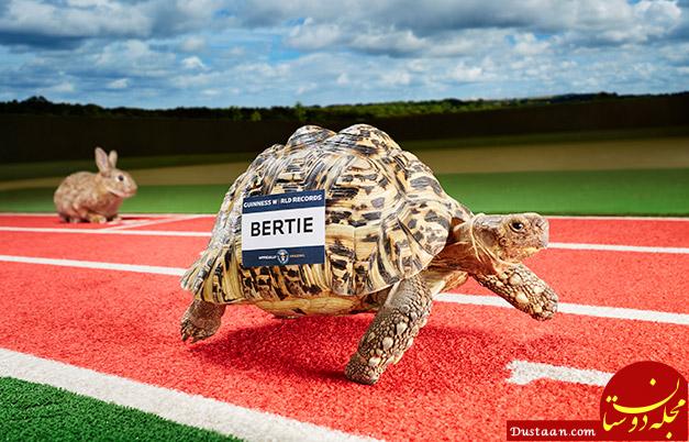 Fastest tortoise