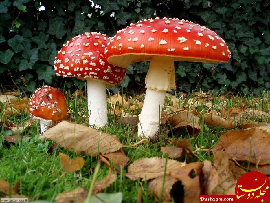 https://www.yupper.it/Images/Thumbnails/mostra-funghi-conegliano-894-Zoom.jpg