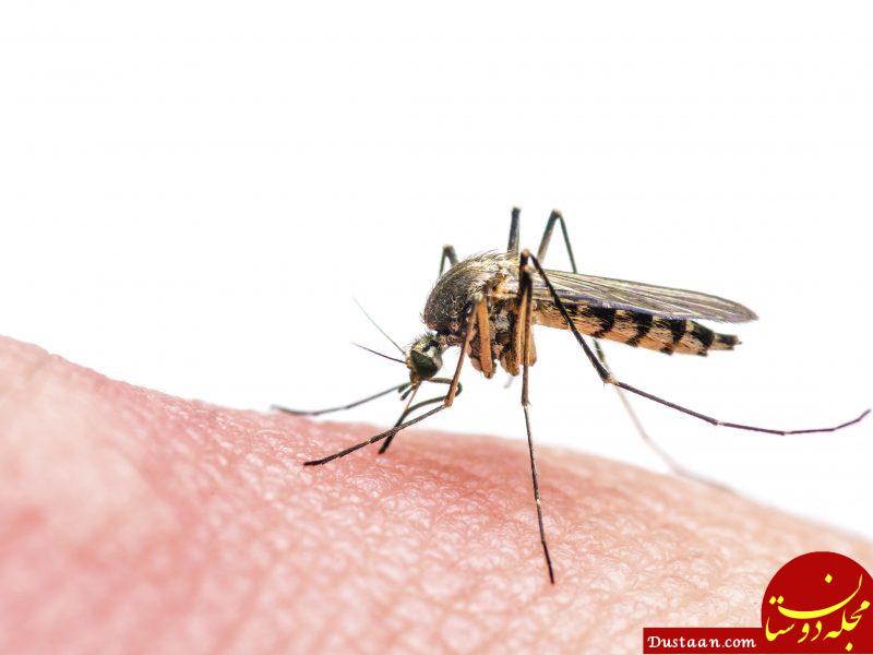 https://ashpazbashy.com/wp-content/uploads/2017/02/malaria-mosquito.ashpazbashy-800x600.jpg