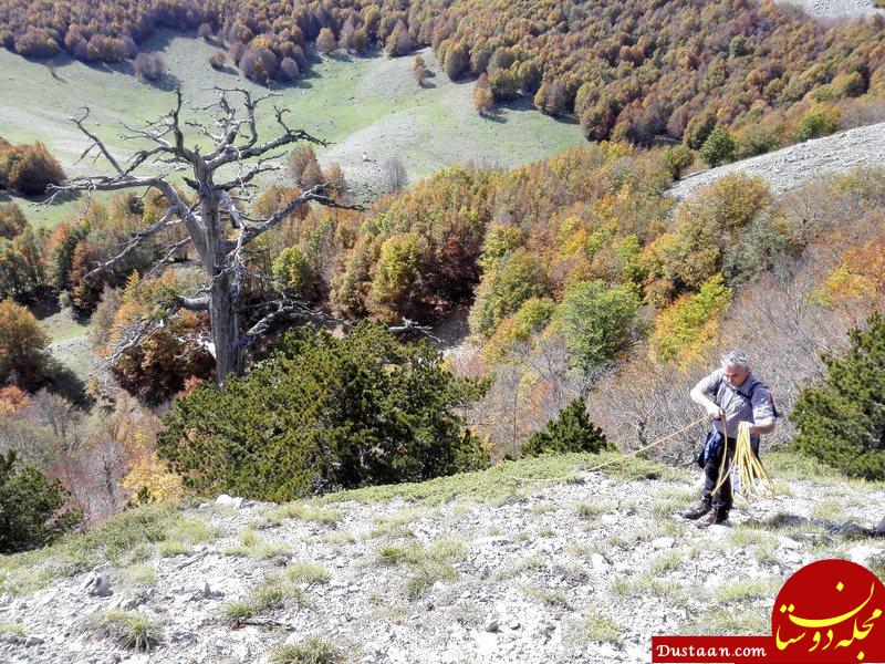اخبار,اخبارگوناگون,پیرترین درخت اروپا