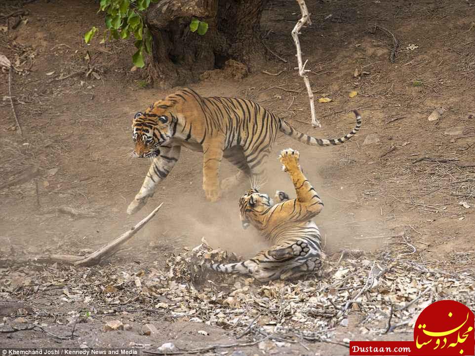 www.dustaan.com تصاویر نفس گیر از جنگ دو ببر نر و ماده در پارک جنگلی هند