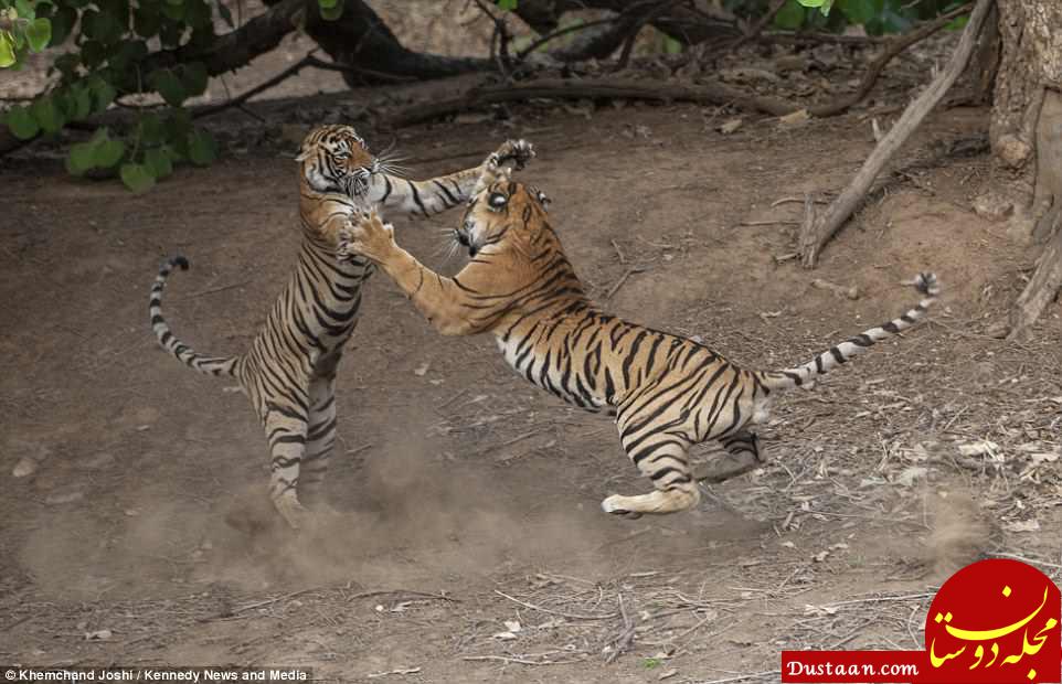 www.dustaan.com تصاویر نفس گیر از جنگ دو ببر نر و ماده در پارک جنگلی هند
