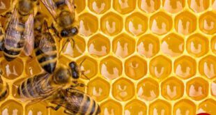 موم عسل،زنبور عسل