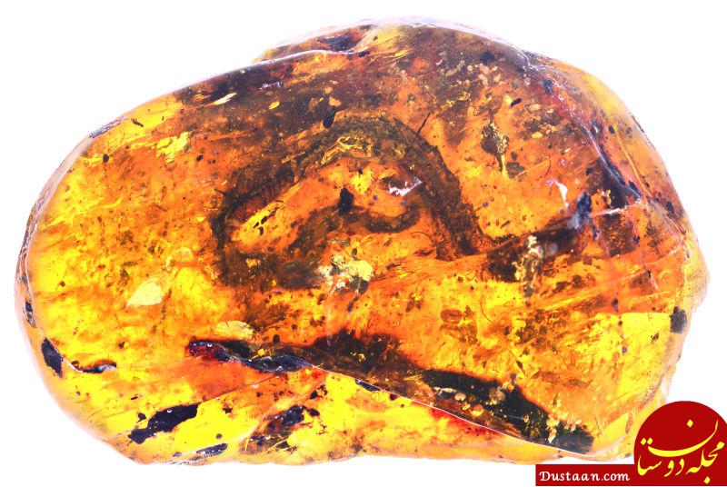 www.dustaan.com کشف مار 99 میلیون ساله یخ‌ زده! +عکس