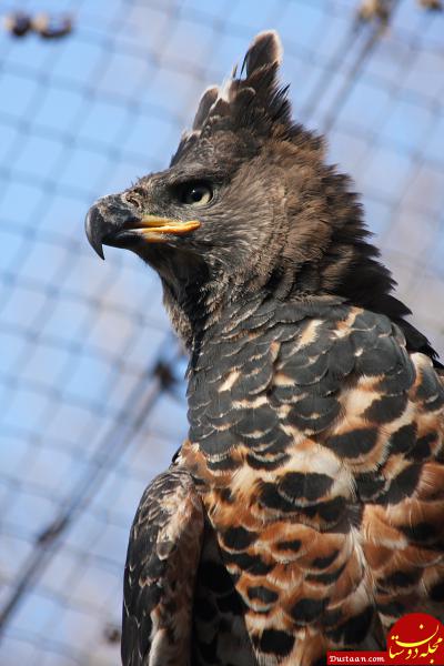 https://upload.wikimedia.org/wikipedia/commons/8/89/African_Crowned_Eagle_1.JPG