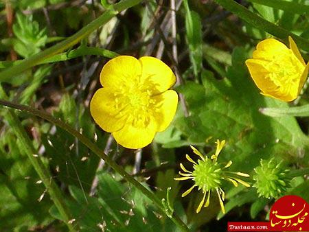 پنجه گربه,گیاه پنجه گربه,آشنایی با گیاه پنجه گربه