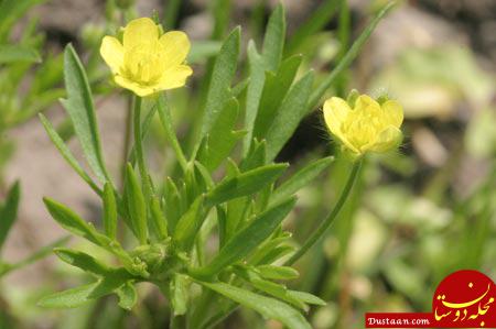 پنجه گربه,گیاه پنجه گربه,آشنایی با گیاه پنجه گربه