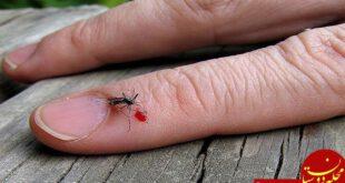 https://www.onehow.ir/wp-content/uploads/2018/01/get-rid-of-a-mosquito-bite.jpg