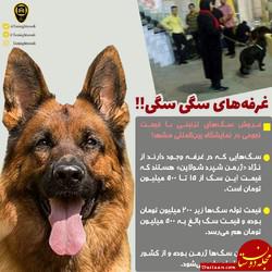 www.dustaan.com فروش سگ ۵۰۰ میلیونی در مشهد! +عکس