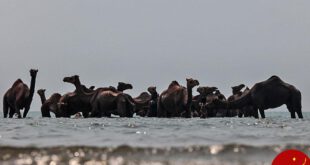 اخبار,اخبارگوناگون,شستشوی شترها در جزیره قشم