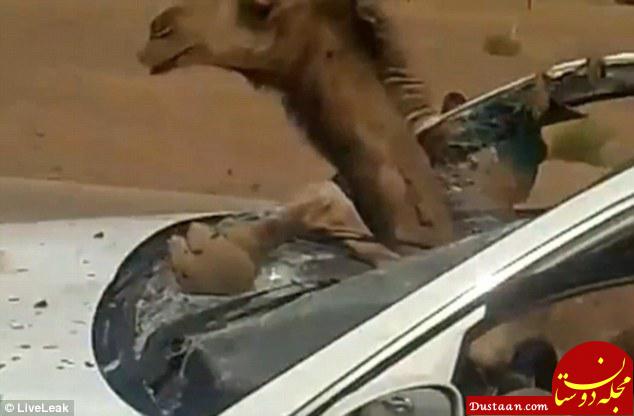 www.dustaan.com صحنه‌ ای عجیب از تصادف یک خودرو با شتر! +عکس