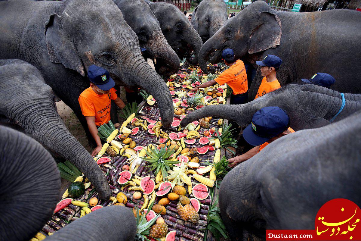www.dustaan.com پذیرایی شاهانه از فیل‌ ها در روز جهانی فیل! +عکس