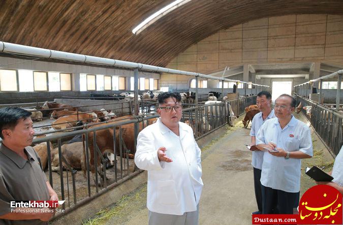 عکس/ رهبر کره شمالی در گاوداری