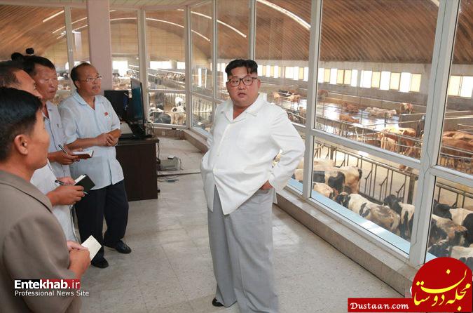 www.dustaan.com رهبر جوان کره شمالی راهی گاوداری شد +عکس