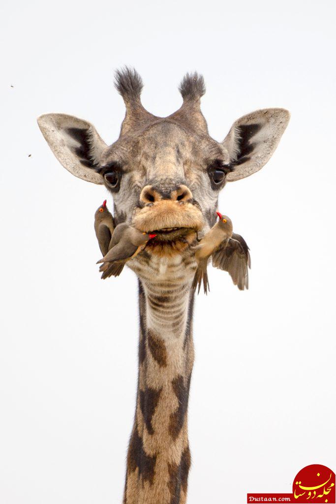 http://www.storytrender.com/wp-content/uploads/2018/08/8_CATERS_CARNIVORE_GIRAFFE_09-683x1024.jpg