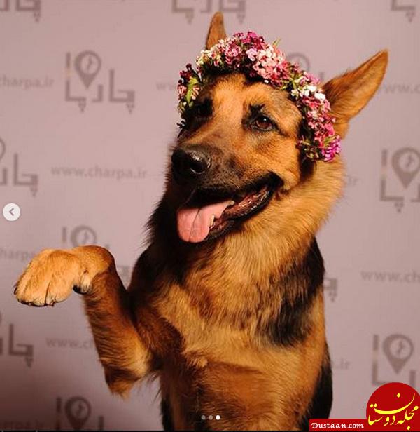 www.dustaan.com کارهای جالب یک سگ در اینستاگرام، برای جذب فالوور! +عکس