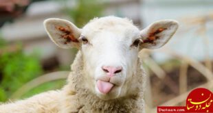 https://click.ir/wp-content/uploads/2018/03/chimera-majestic-sheep-tongue.jpg