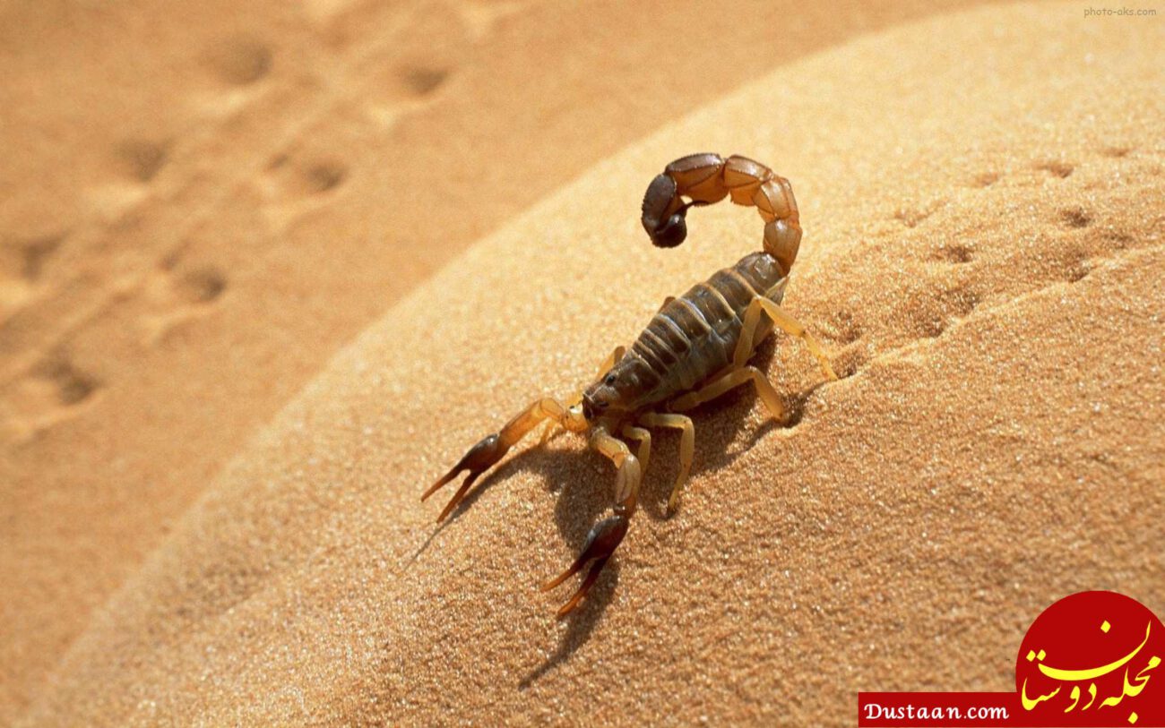 http://media.sarpoosh.com/images/article/picture/sting-scorpion-snake970611.jpg