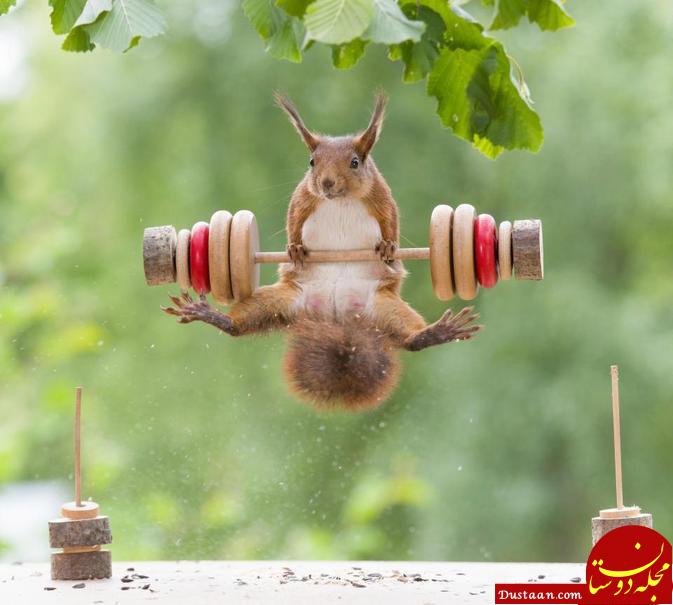 www.dustaan.com وقتی وزنه زدن سنجاب ها سوژه می شود! +تصاویر