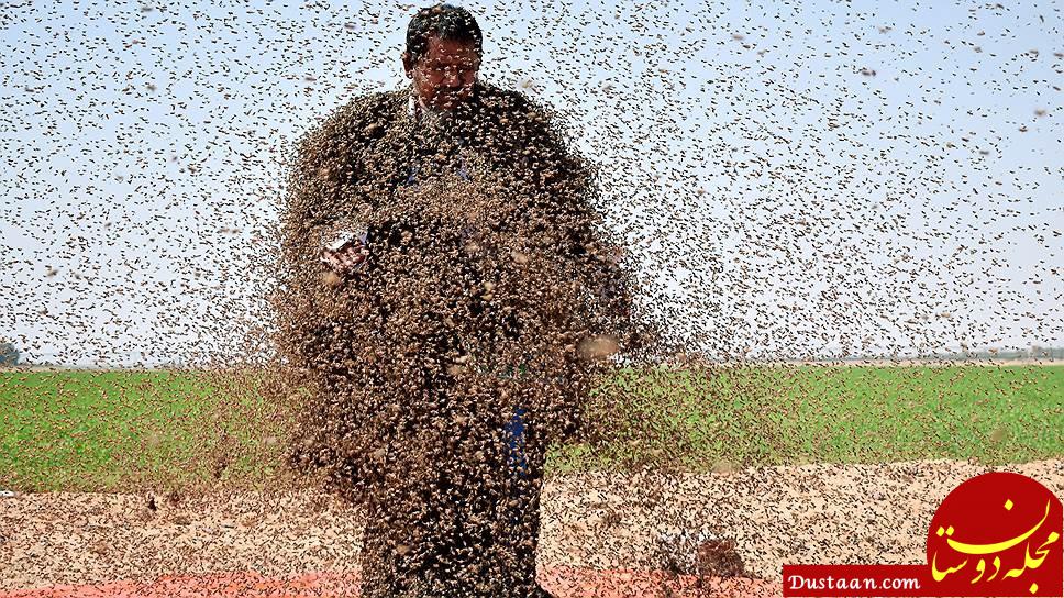 www.dustaan.com-پوششی عجیب از جنس زنبور! +عکس