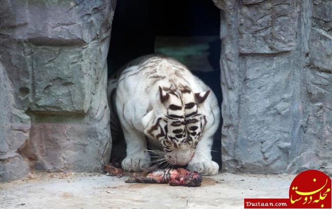 www.dustaan.com تصاویری ببینید از بدترین باغ وحش جهان!