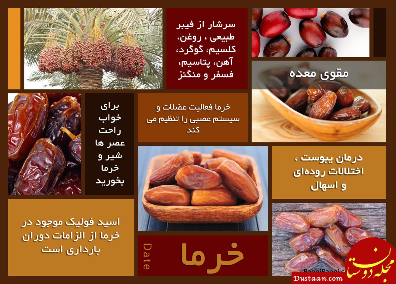 خواص خرما | خواص خرمای، زاهدی، زرد و سیاه برای زنان باردار و کودکان خواص خرما www.dustaan.com