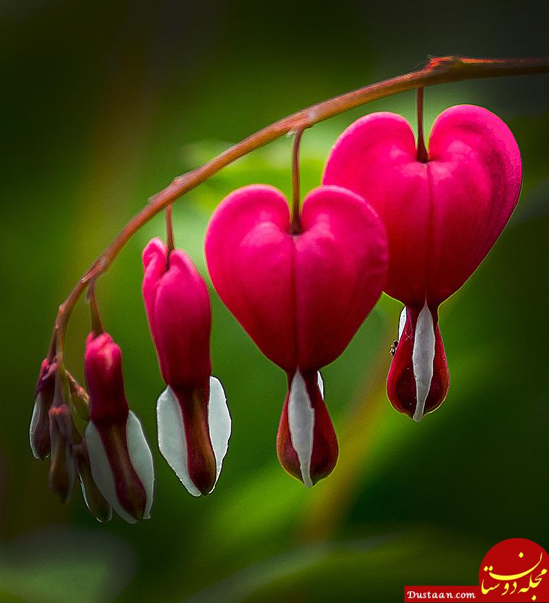 http://inspiredroombox.com/wp-content/uploads/bleeding-heart-flower-bleeding-heart-the-lightorialist.jpg