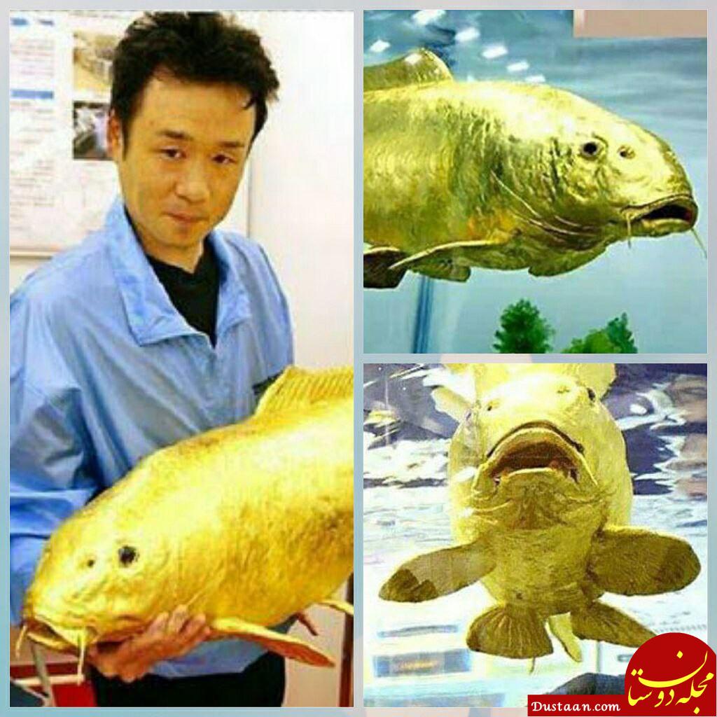 کشف ماهی شگفت انگیز برنگ طلائی با عیار 24! +عکس