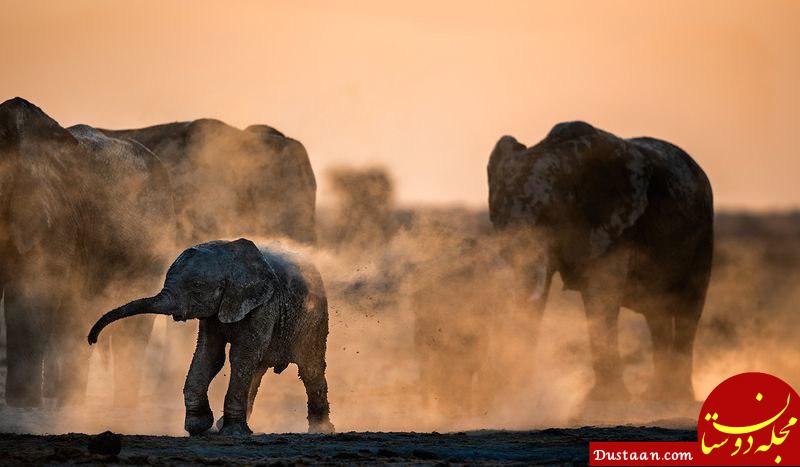 دوش گرفتن فیل‌ها با گرد و خاک +عکس