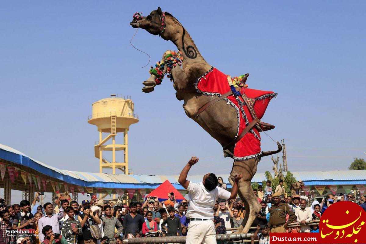 عکس: رم کردن یک شتر در فستیوال هندی!
