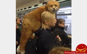 متروسواری دختر روس با روباه خانگی‌اش همه را شوکه کرد! +عکس