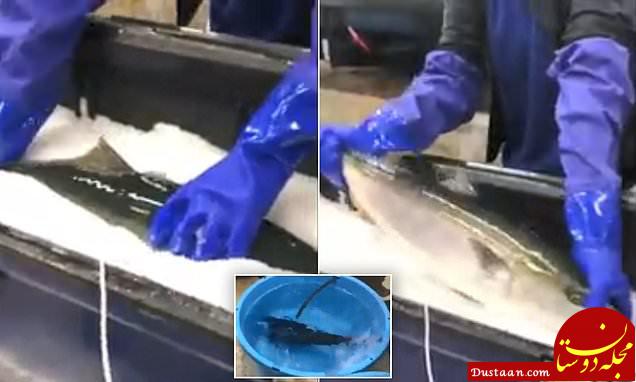 زنده شدن ماهی یخ زده در آب گرم! +عکس